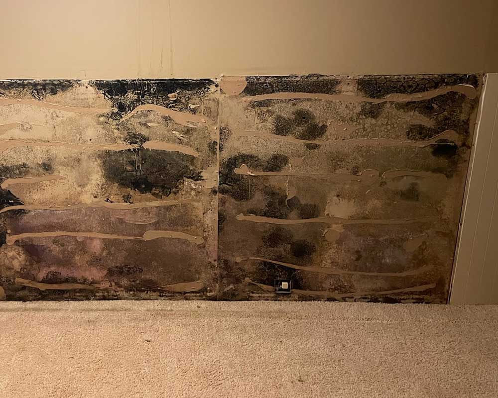 Heavy mold growth across the lower section of a basement wall